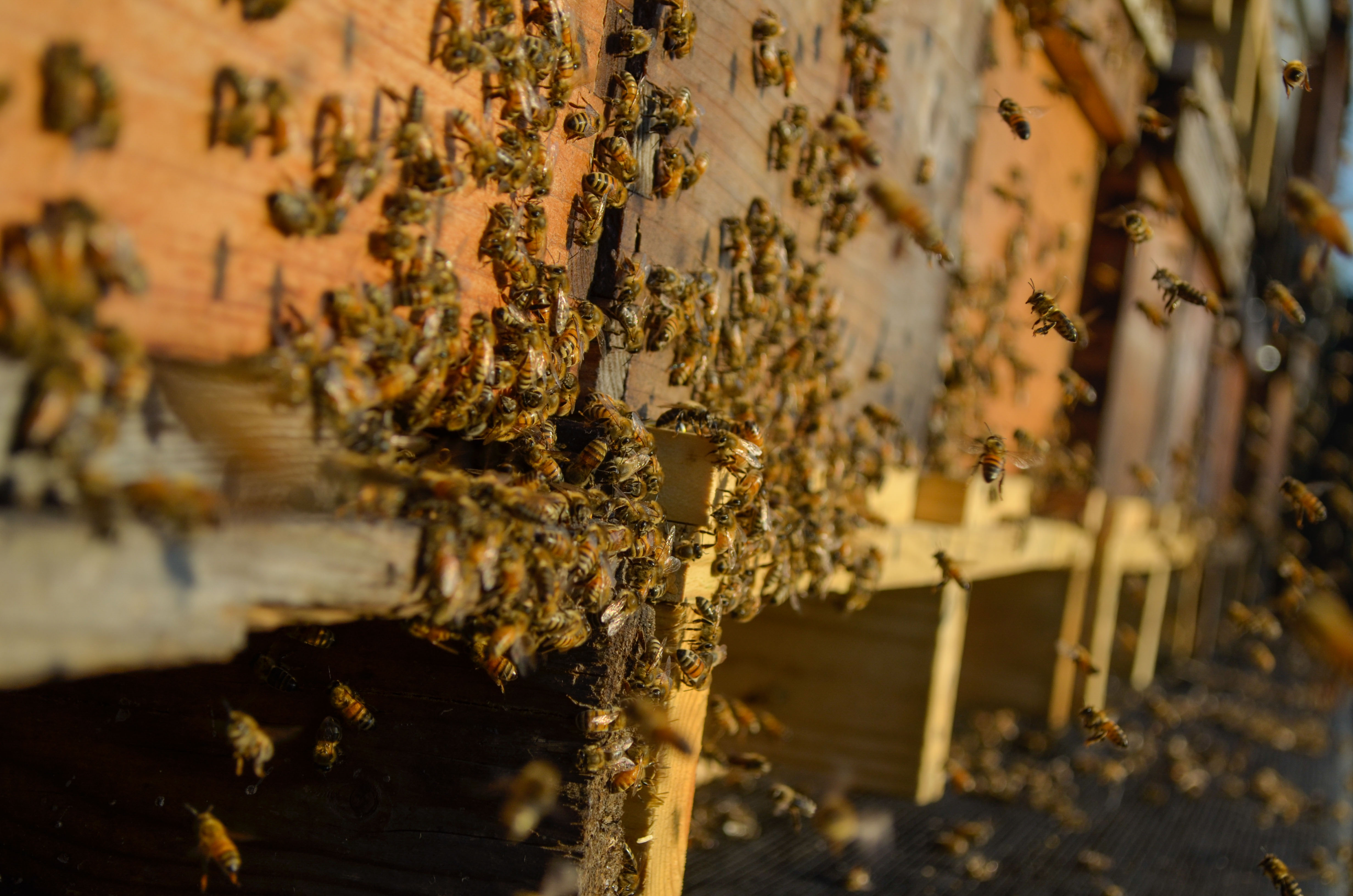 Honey Indian Summer Honey Farm